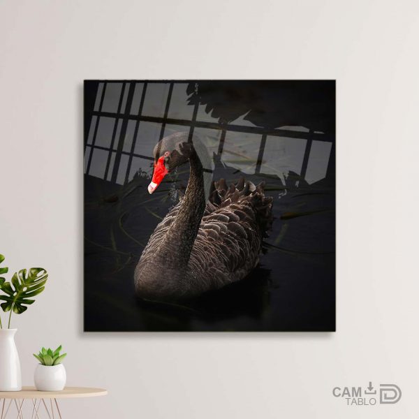 Cam Tablo Kara Kuğu - Görsel 2