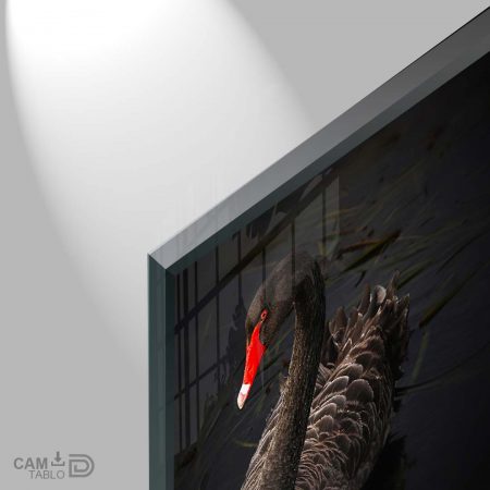 Cam Tablo Kara Kuğu - Görsel 6